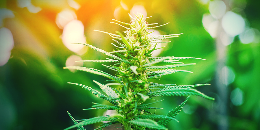 How To Grow A Sativa How To Grow A Sativa