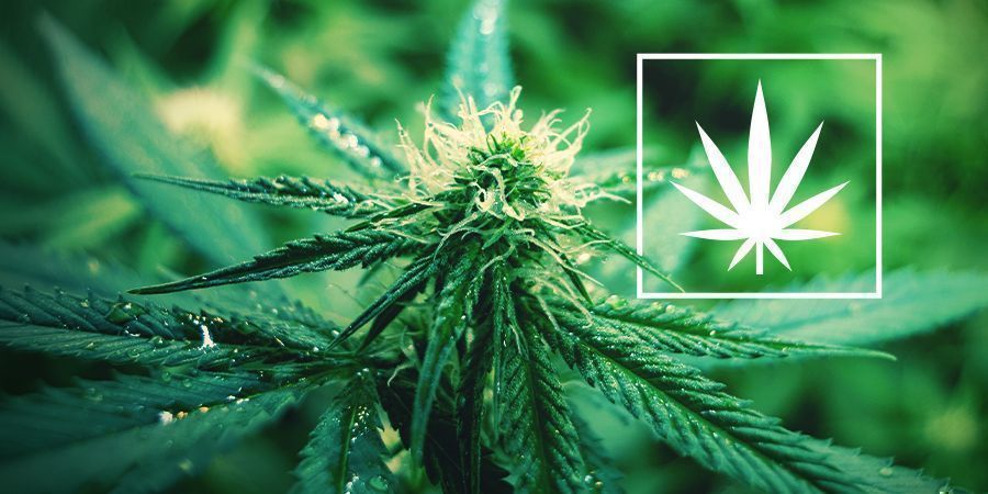 What Is Cannabis Sativa?