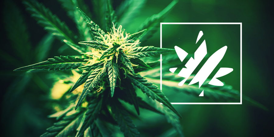 Sativa, Indica, Ruderalis & Hybrids Sativa, Indica, Ruderalis & Hybrids