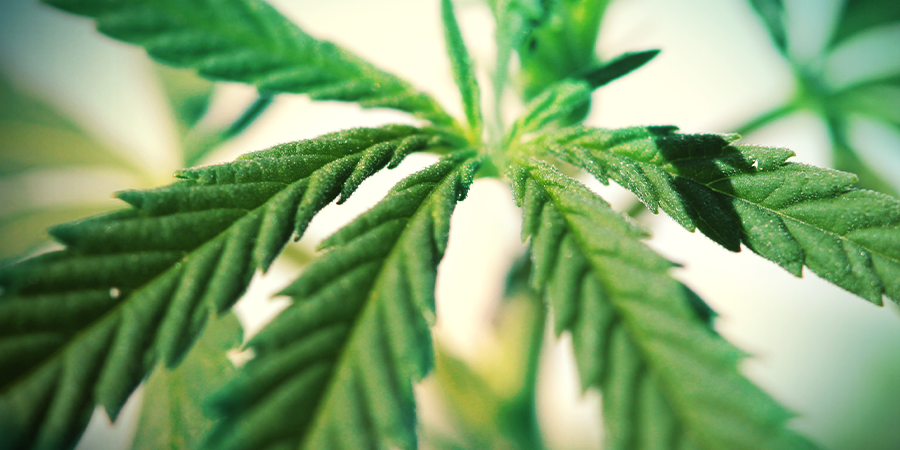 Cannabis Sativa Cannabis Sativa