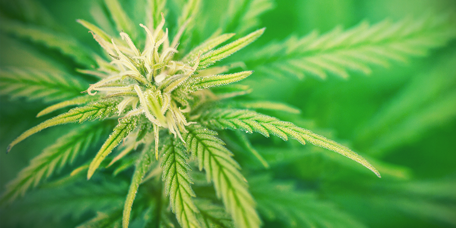 Cannabis Indica Cannabis Indica