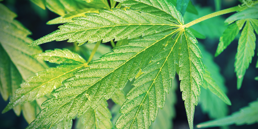 Cannabis Ruderalis Cannabis Ruderalis