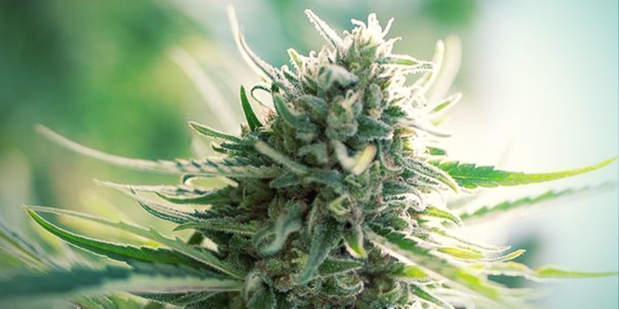 Strains With CBD:THC 1:1