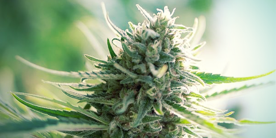 Strains With CBD:THC 1:1 Strains With CBD:THC 1:1