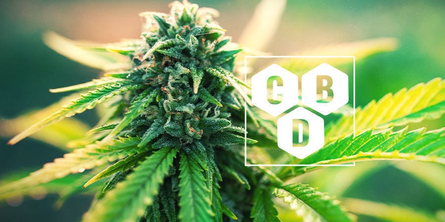 What Is Cannabidiol (CBD)?