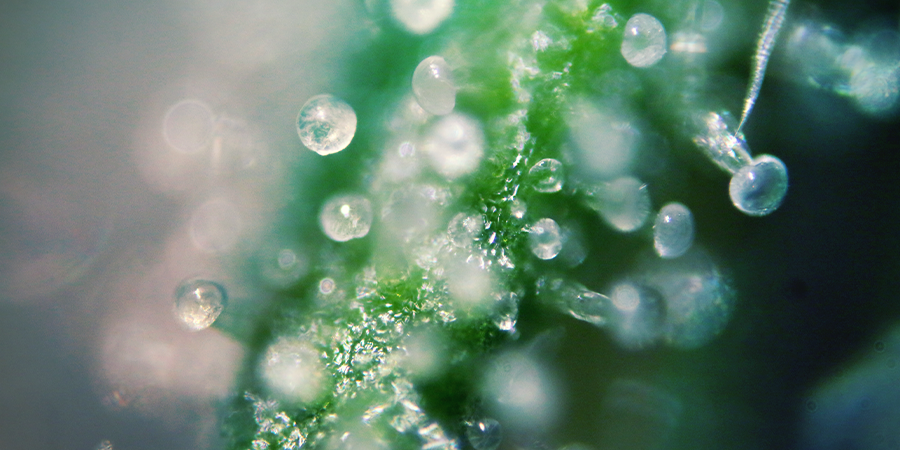THC Levels In Cannabis Strains THC Levels In Cannabis Strains