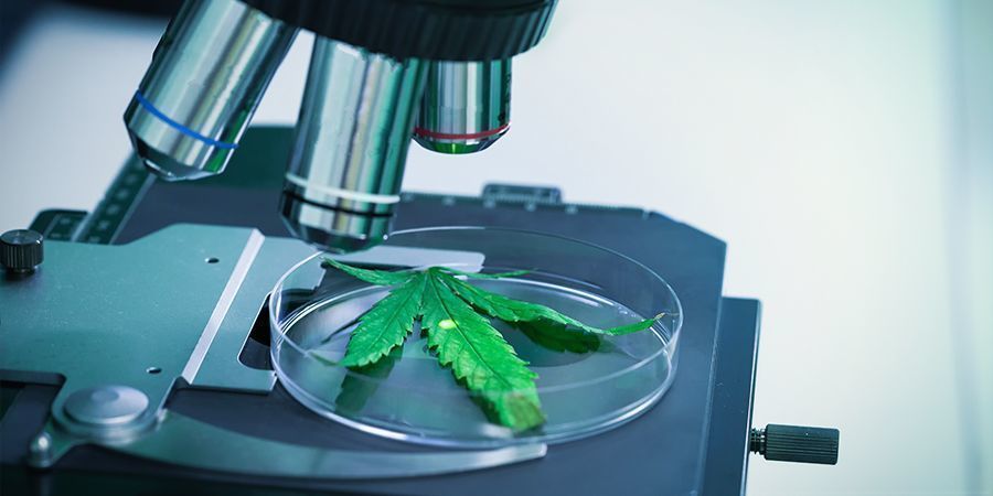 THCV — An Underrated Cannabinoid