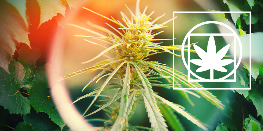 Cannabis-Pflanzenbiologie