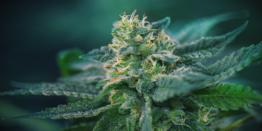 Cannabis Flowering Stage Cannabis Flowering Stage