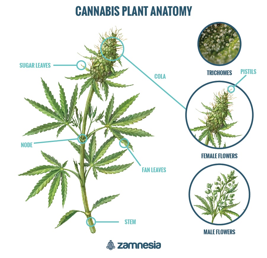 Cannabis Anatomy Cannabis Anatomy