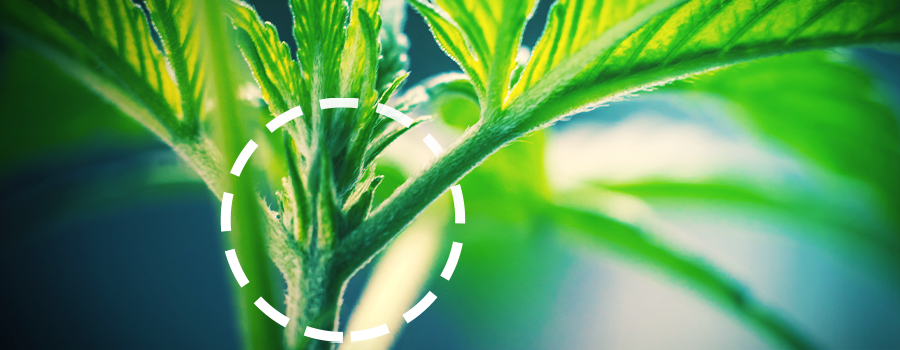 MALE AND FEMALE cannabis