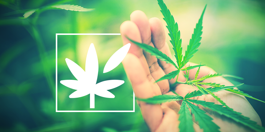 All About Cannabis Plant Anatomy All About Cannabis Plant Anatomy