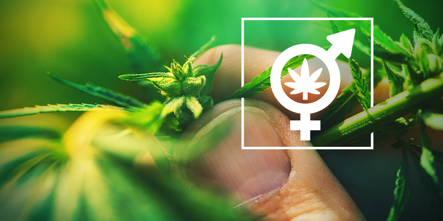 Determine The Gender Of Your Cannabis Plants Determine The Gender Of Your Cannabis Plants