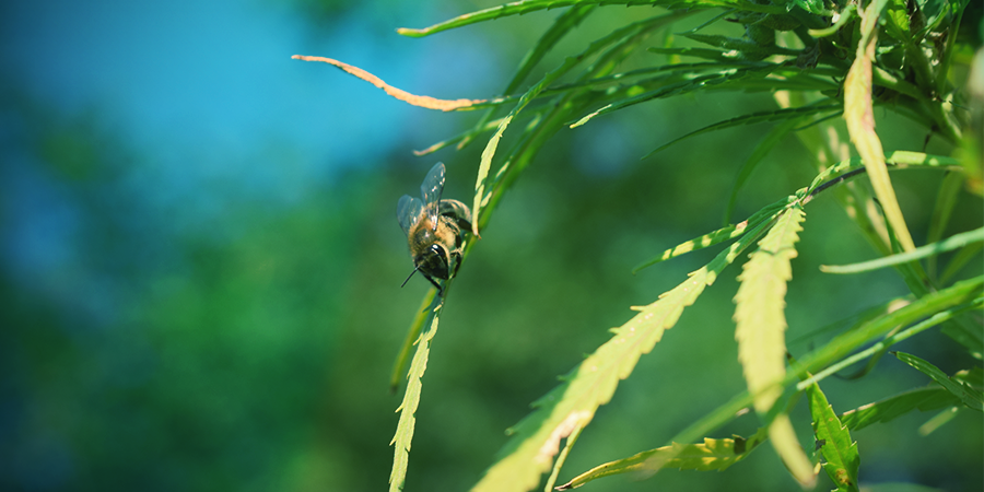 Cannabis Plant Pollination Cannabis Plant Pollination