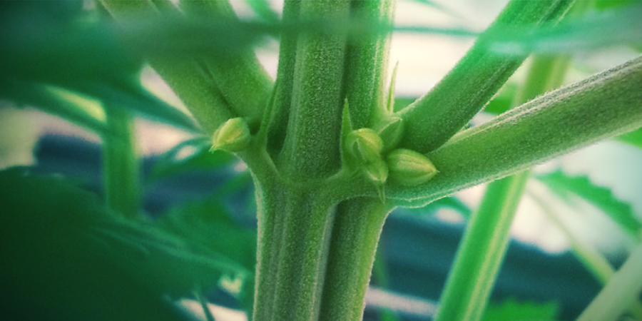 Male Cannabis Plants