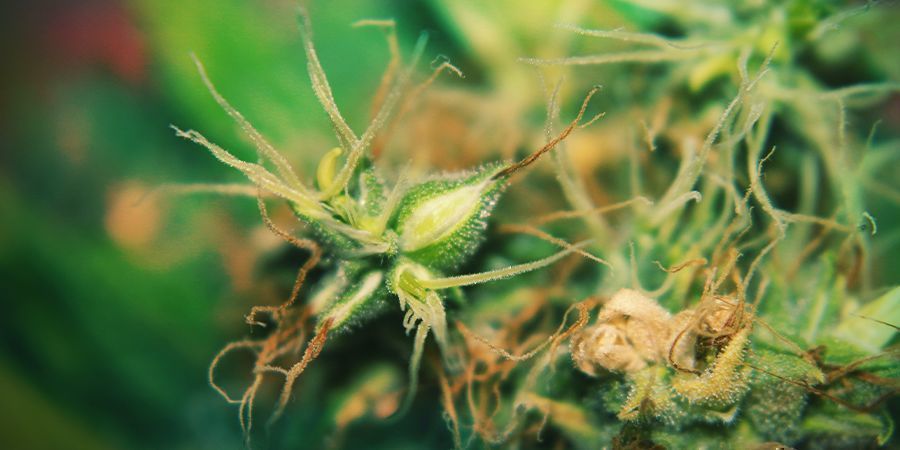 Hermaphrodite Cannabis Plants