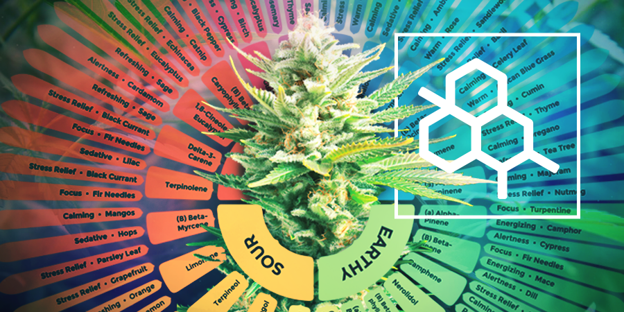 The Difference Between Terpenes And Terpenoids The Difference Between Terpenes And Terpenoids