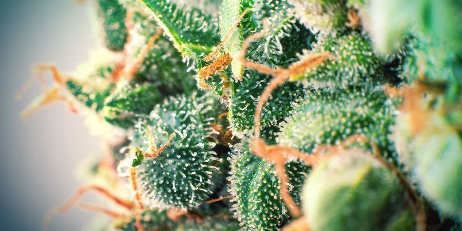 The Effects And Benefits Of Terpenes