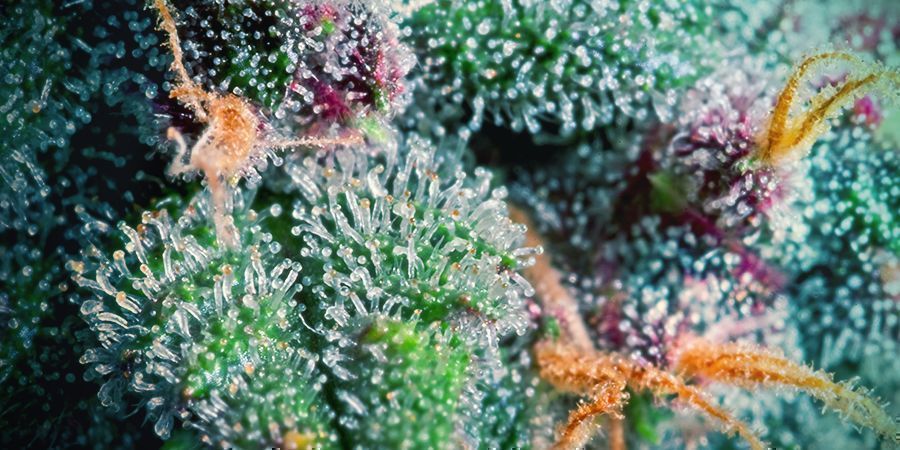 WHAT ARE TRICHOMES?