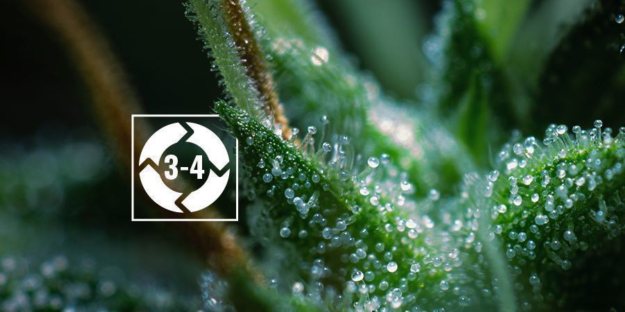 THE TRICHOME LIFE CYCLE