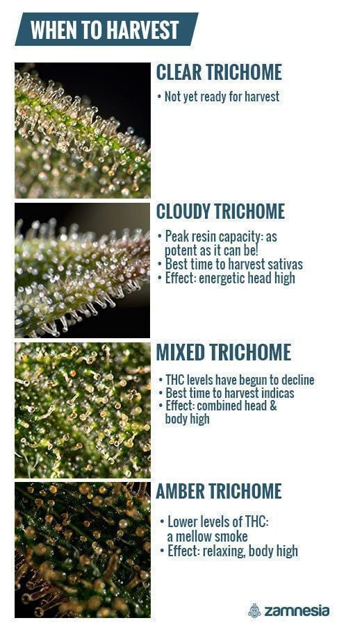 Trichomes - When To Harvest