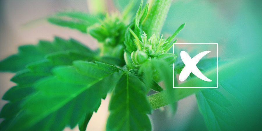 Feminized Cannabis Seeds: The Cons