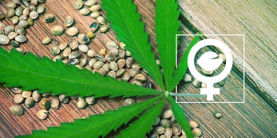 What Are Feminized Cannabis Seeds?