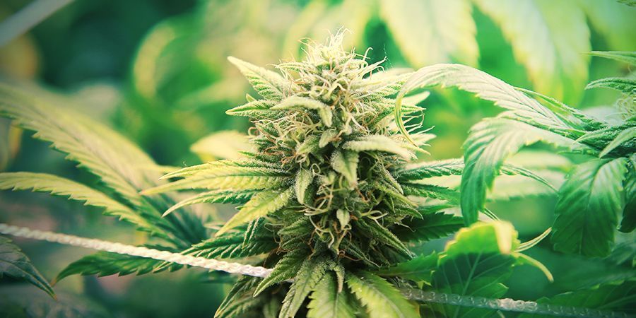 Increasing Your Autoflowering Cannabis Yield