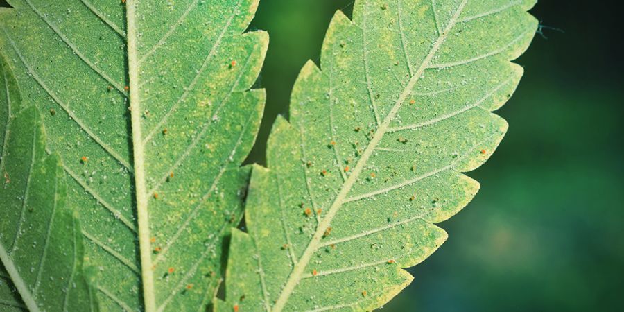 Common Pests, Plagues, And Pathogens