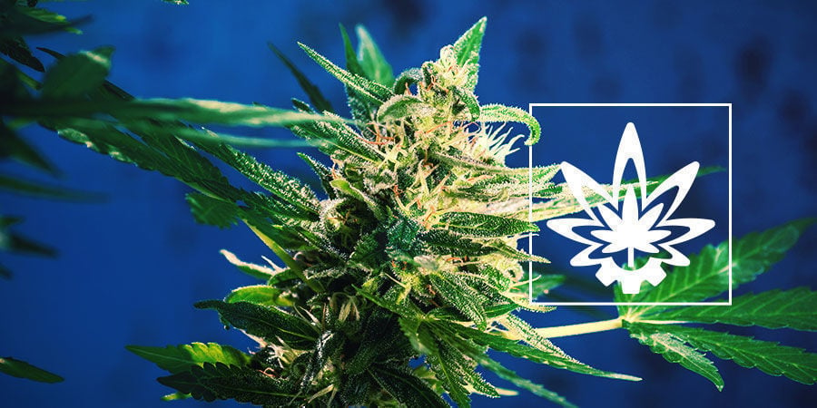 How to Maximise Yields With Autoflowering Cannabis