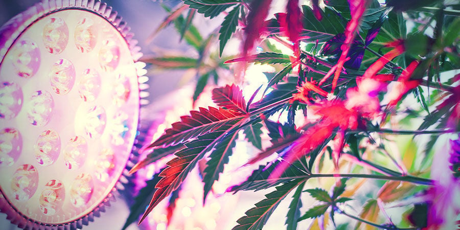 What Affects an Autoflower’s Yield: Light Position