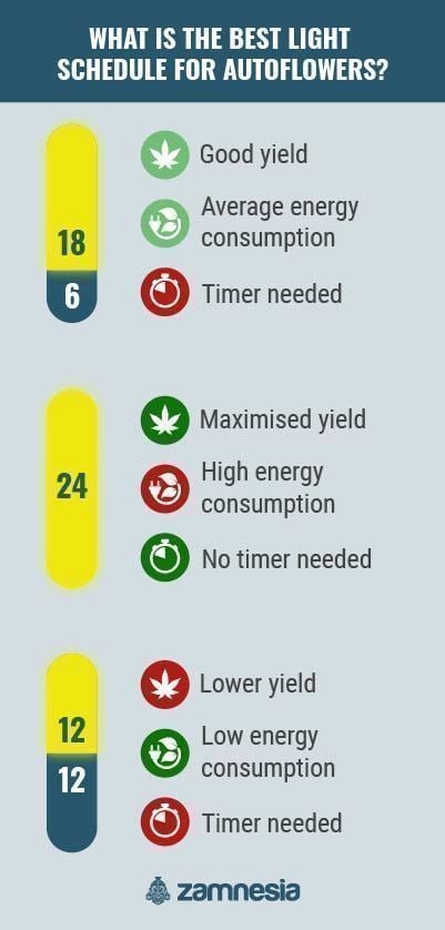 What is the best light schedule for autoflowers? infographic