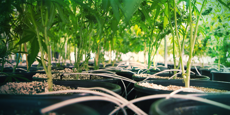 How To Use Coco Coir With Hydroponics How To Use Coco Coir With Hydroponics