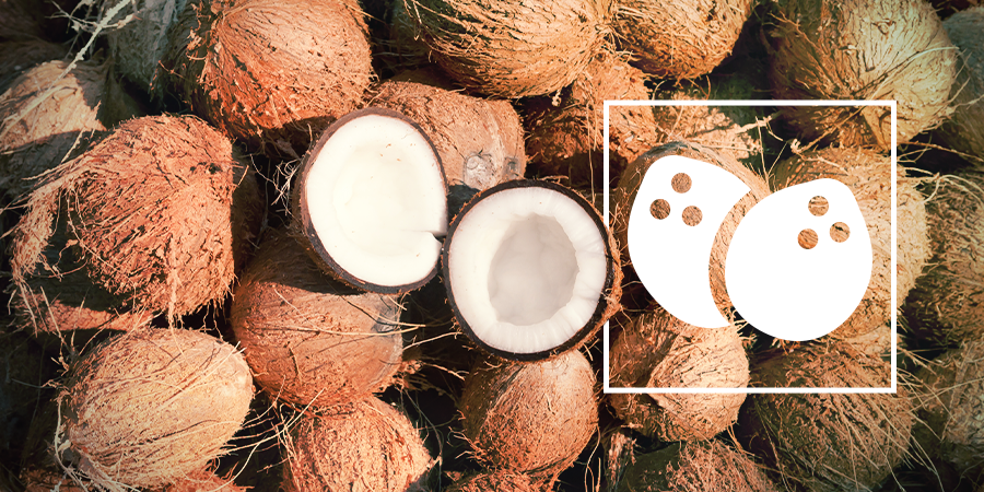 Growing Cannabis In Coco Growing Cannabis In Coco