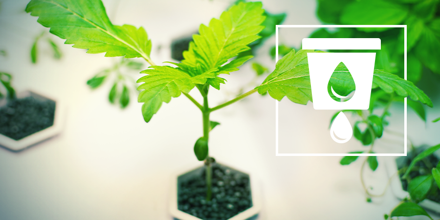 Growing Cannabis With Hydro Growing Cannabis With Hydro