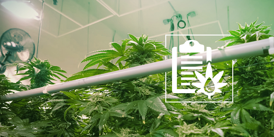 Hydro Setup Types For Growing Cannabis Cannabis Grow Guide