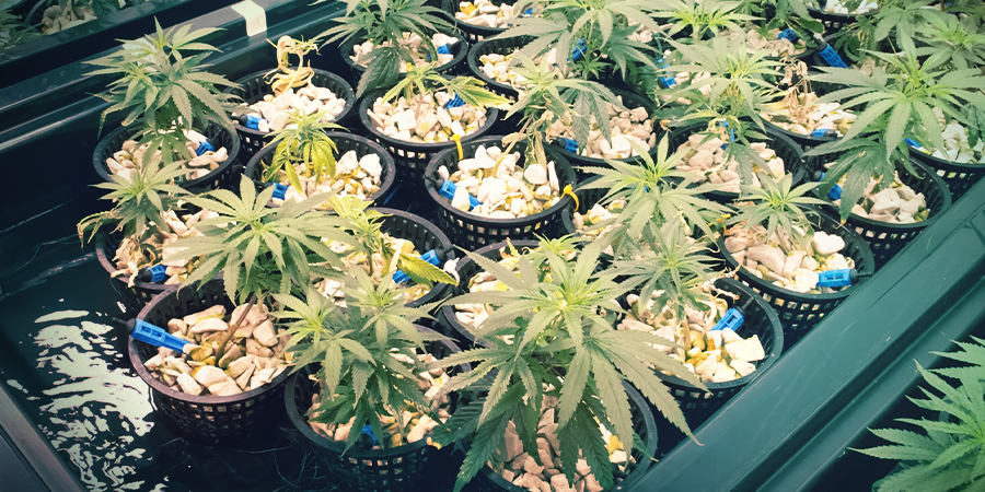 What Are Aeroponics And Aero-hydroponics? What Are Aeroponics And Aero-hydroponics?