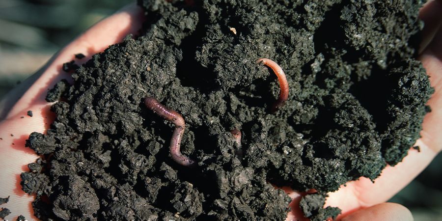What Is Organic Super Soil?