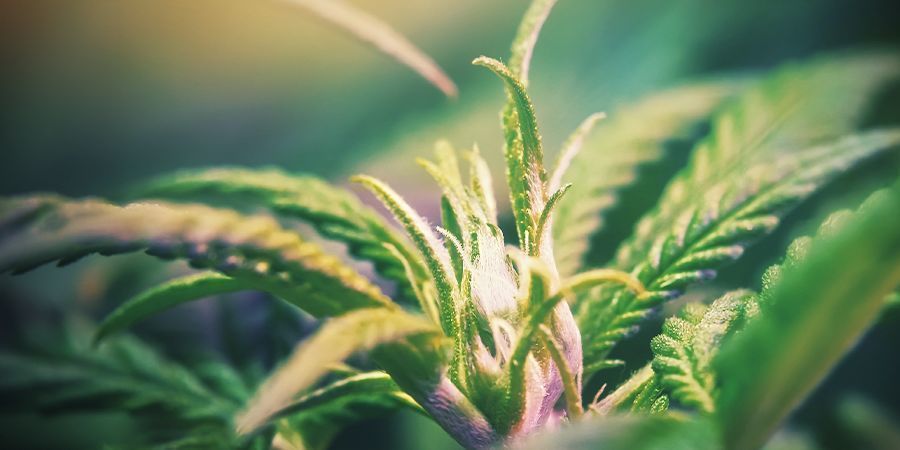 Pre-flowering Cannabis