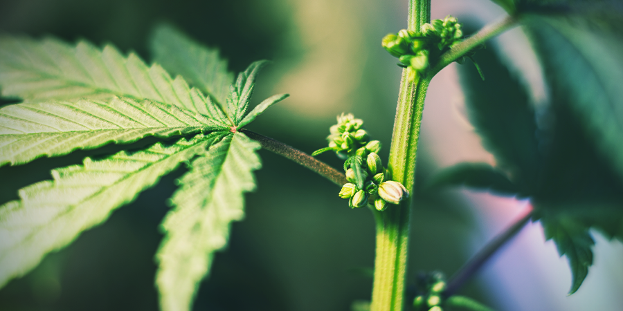 Pre-flowering Cannabis Pre-flowering Cannabis