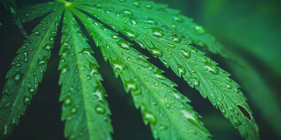 Foliar Feeding FOLIAR FEEDING