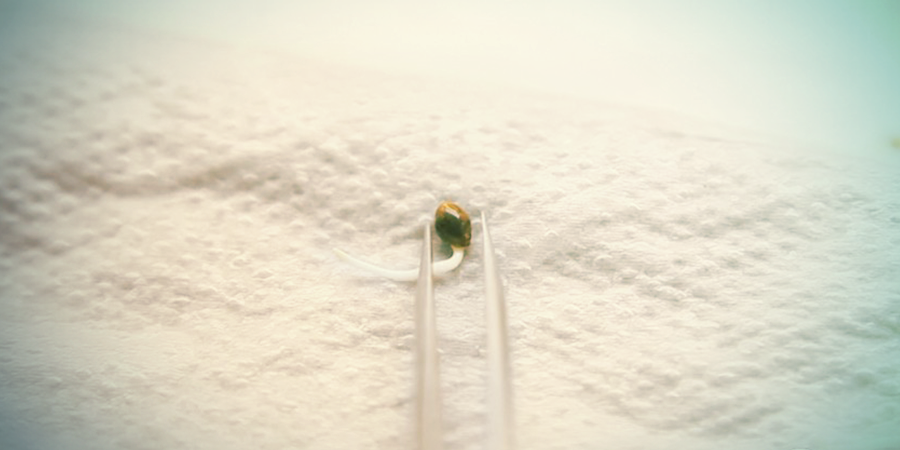 Should You Pre-germinate Your Cannabis Seeds? SHOULD YOU PRE-GERMINATE YOUR CANNABIS SEEDS?