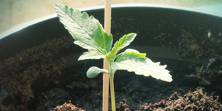 Problem: Seedlings Grow Weak And Stretched PROBLEM: SEEDLINGS GROW WEAK AND STRETCHED