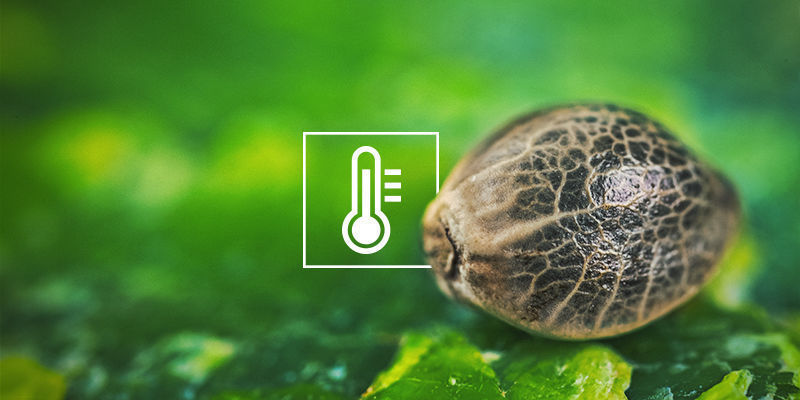 Cannabis seeds not germinating: Low temperatures