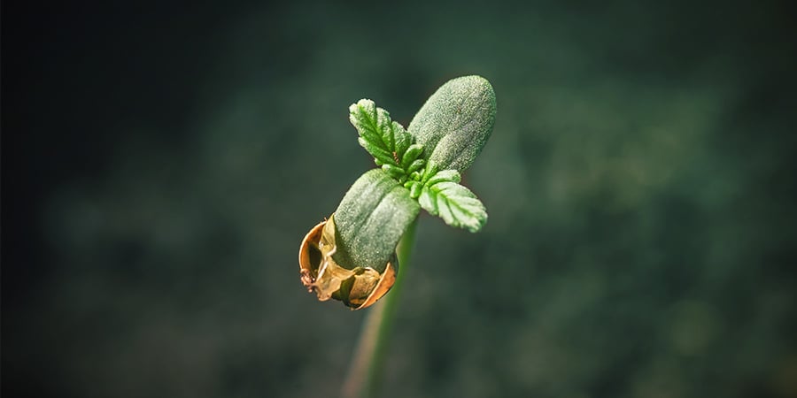 Germination Methods To Kick Start Your Cannabis Grow