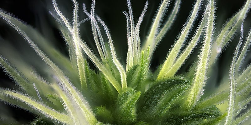 Using pistils to judge when to harvest weed
