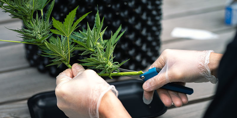 Knowing when to harvest weed — a crucial skill