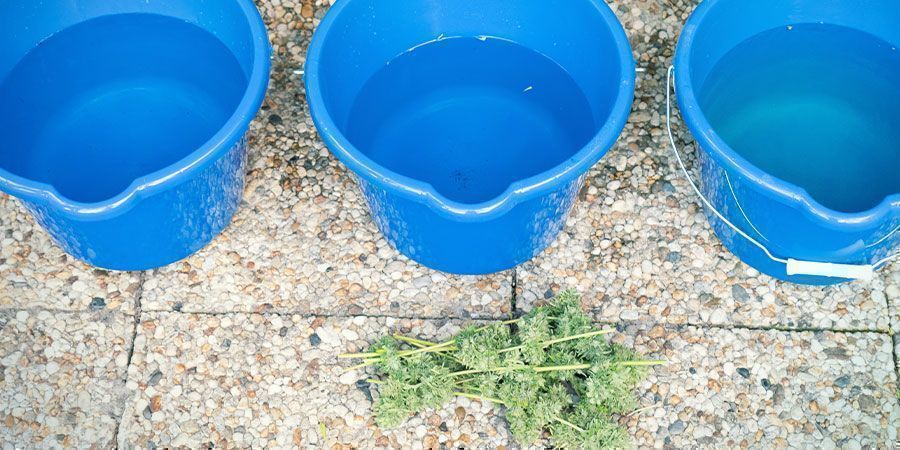 How to Wash Cannabis Buds