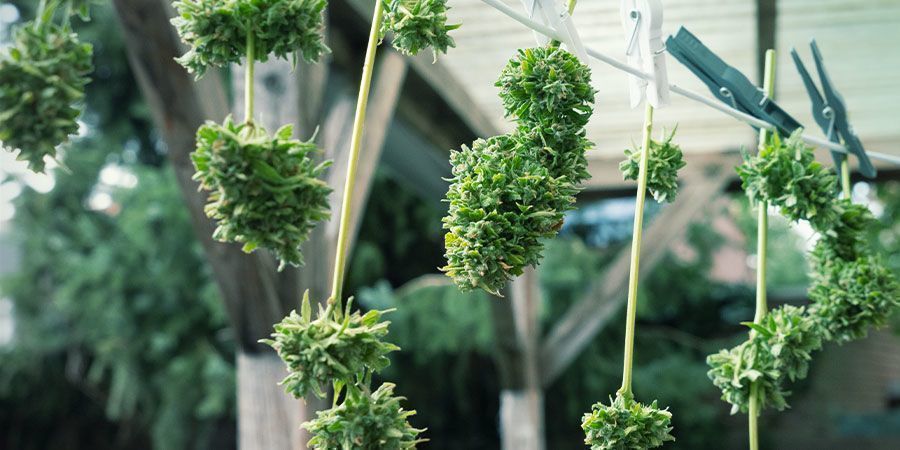 Pay Extra Attention To The Cannabis Drying Process