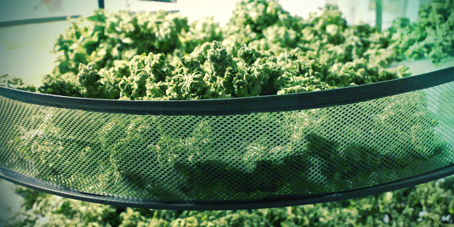 Step 3: Drying Your Cannabis Buds STEP 3: DRYING YOUR CANNABIS BUDS